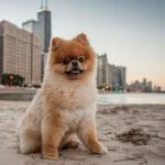 Camaras para perros