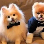 Raza perro Pomerania