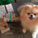 Raza perro Pomerania