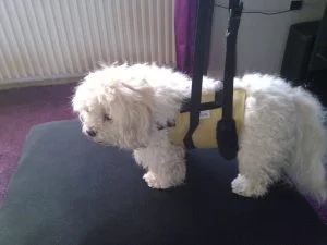 Andador perro