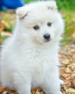 Spitz blanco