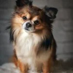 Raza perro Pomerania