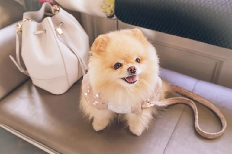 Pomerania bolso