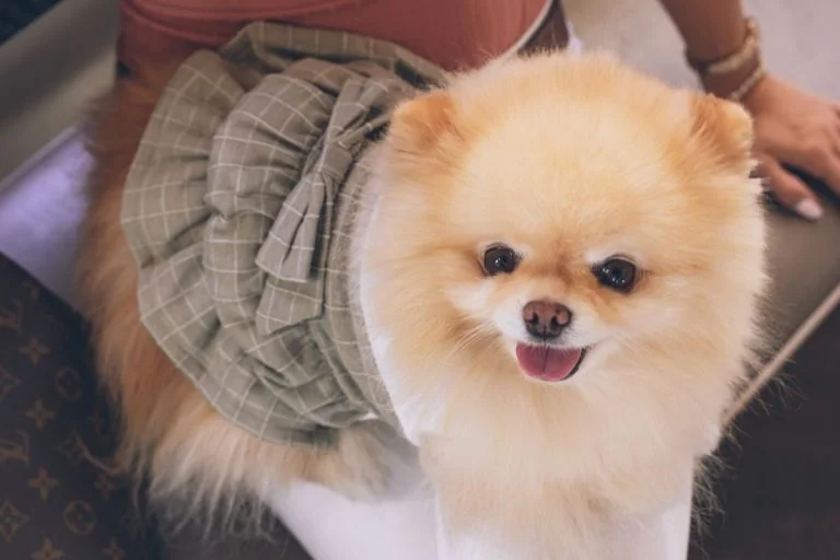 Raza perro Pomerania