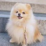 Premio perro Pomerania