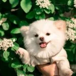 Raza perro Pomerania