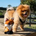 Juguetes Pomerania