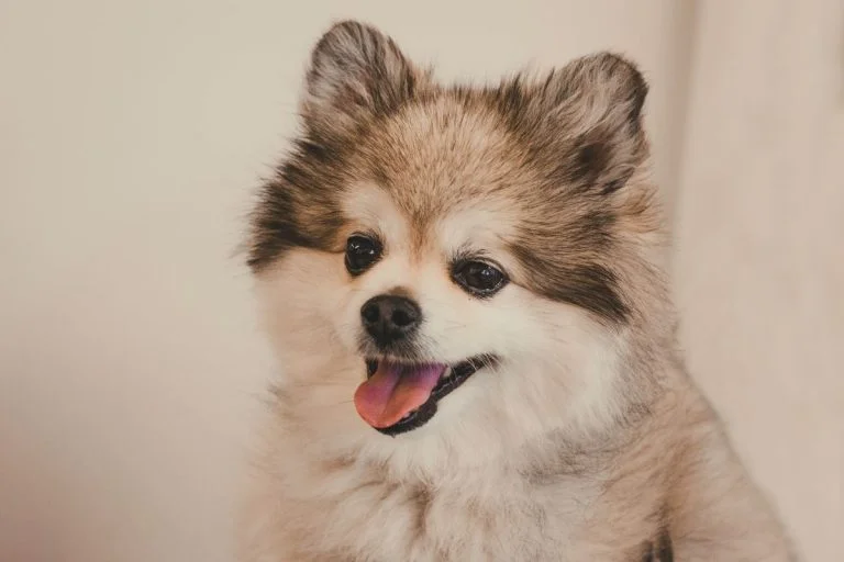 Raza perro Pomerania